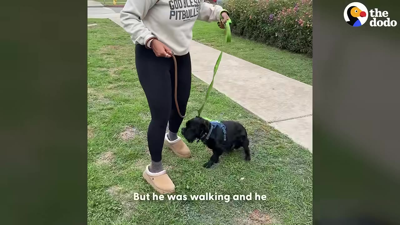 A small black dog wearing a blue harness walks on a grassy lawn next to a person holding its leash.