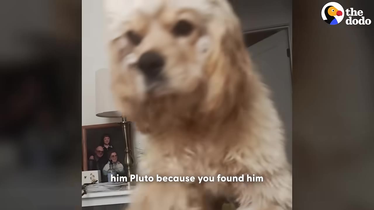 A fluffy, light-brown dog looking towards the camera with text on screen that reads 'him Pluto because you found him'.