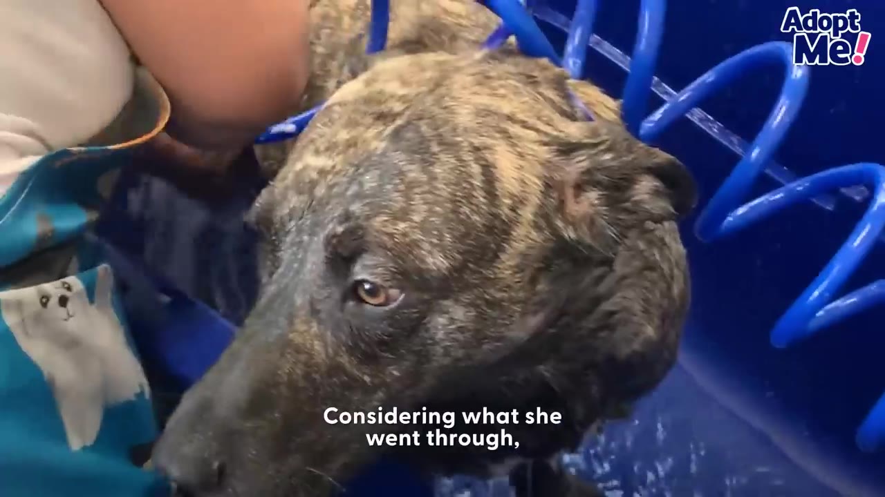 A close-up of a brindle dog named Lena getting bathed in a blue tub, looking up with expressive eyes.
