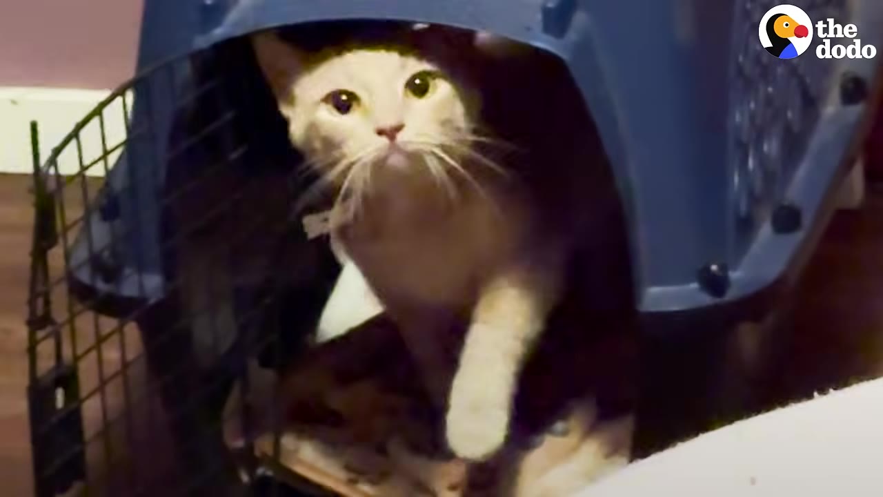 A light orange and white cat cautiously steps out of a blue plastic pet carrier onto a dark floor inside a home.
