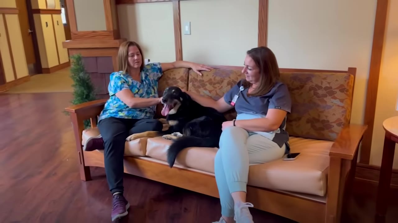 A black and tan dog sits on a wooden couch between two healthcare workers who are petting him.