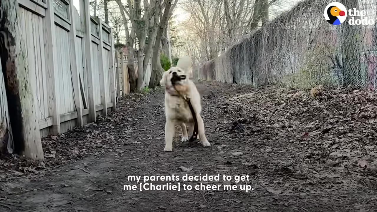A golden retriever puppy standing on a dirt path between a wooden fence and chain-link fence holding a leash in its mouth.
