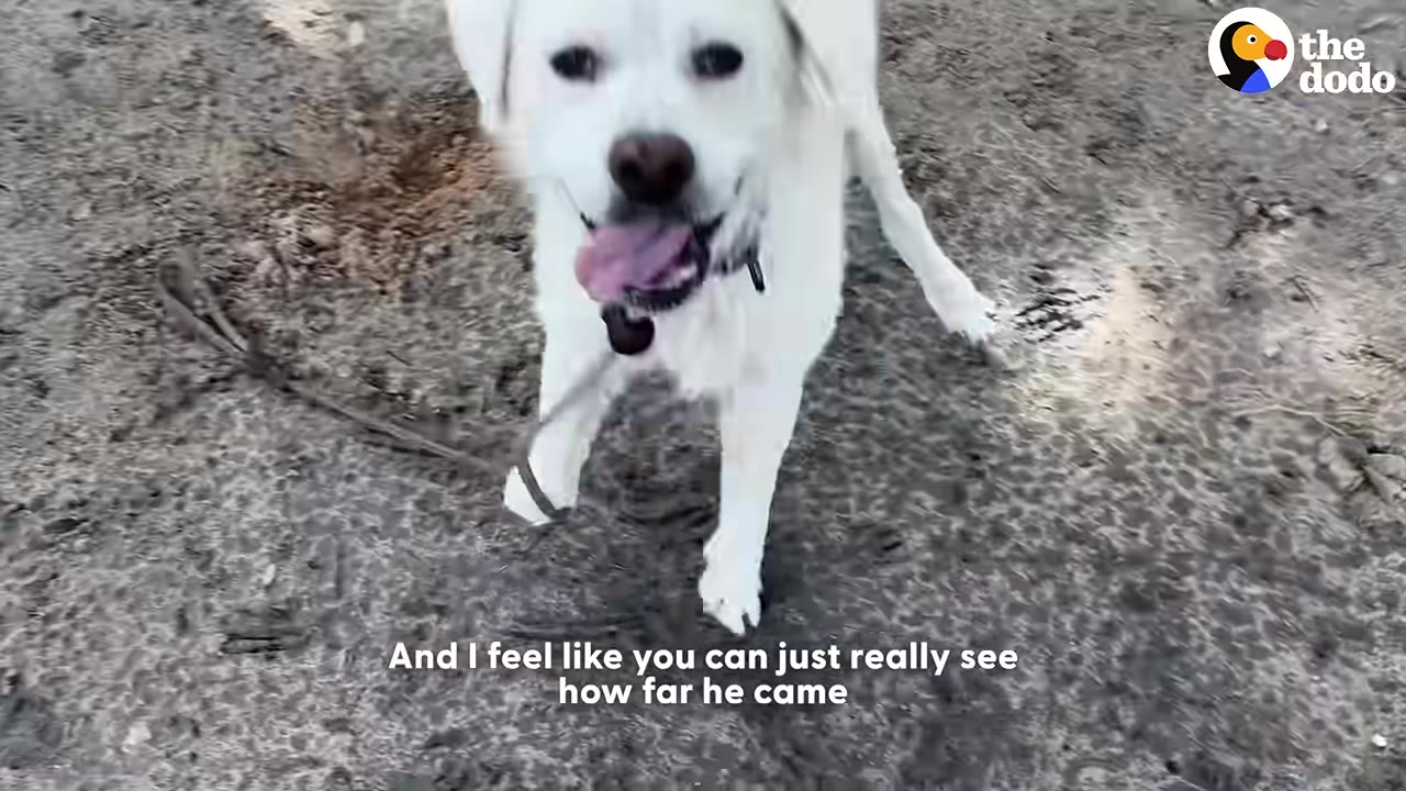 A happy white dog with its tongue out stands on a dirt path, looking up towards the camera.
