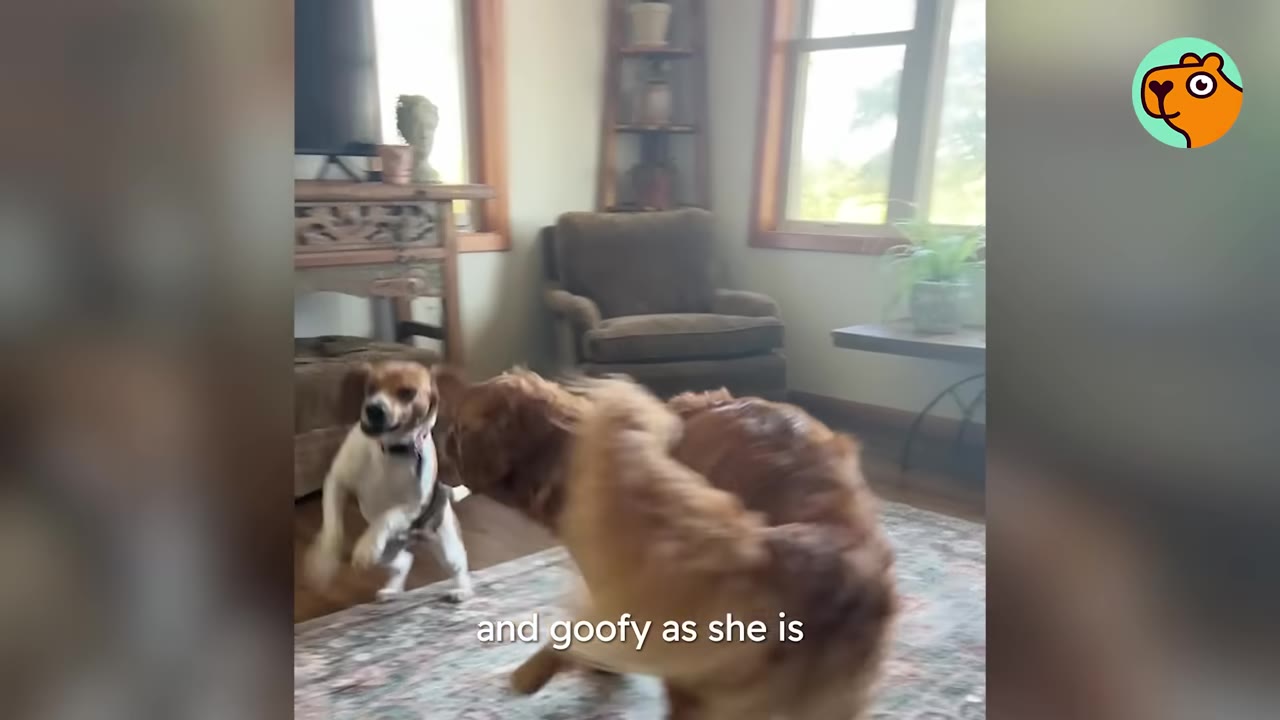 A brown and white dog jumps excitedly in a living room while playing with a golden dog.