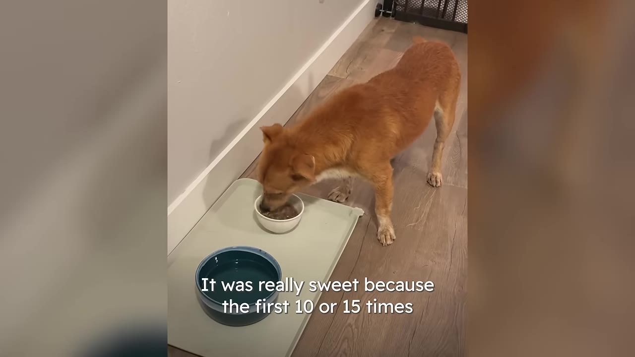 A brown dog eating food from a small white bowl on a light green mat next to a blue water bowl.