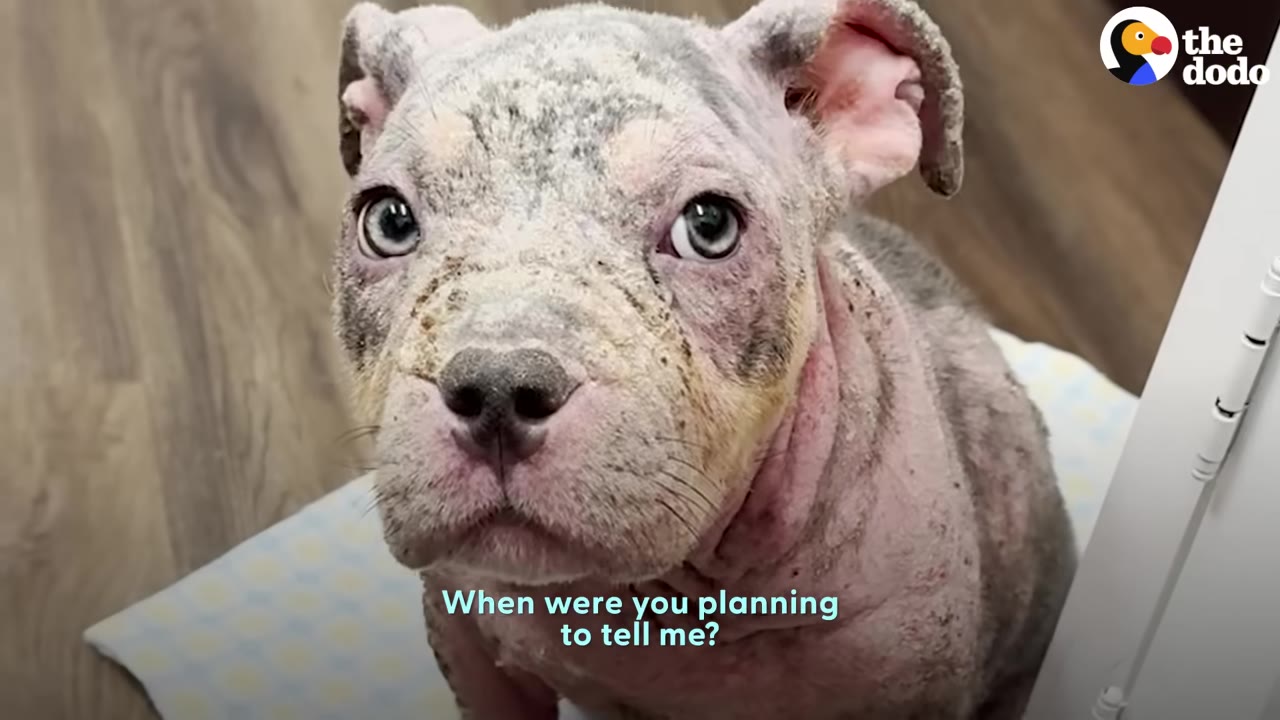 Close-up shot of a small, light-colored pit bull with severe skin inflammation looking up with wide eyes.