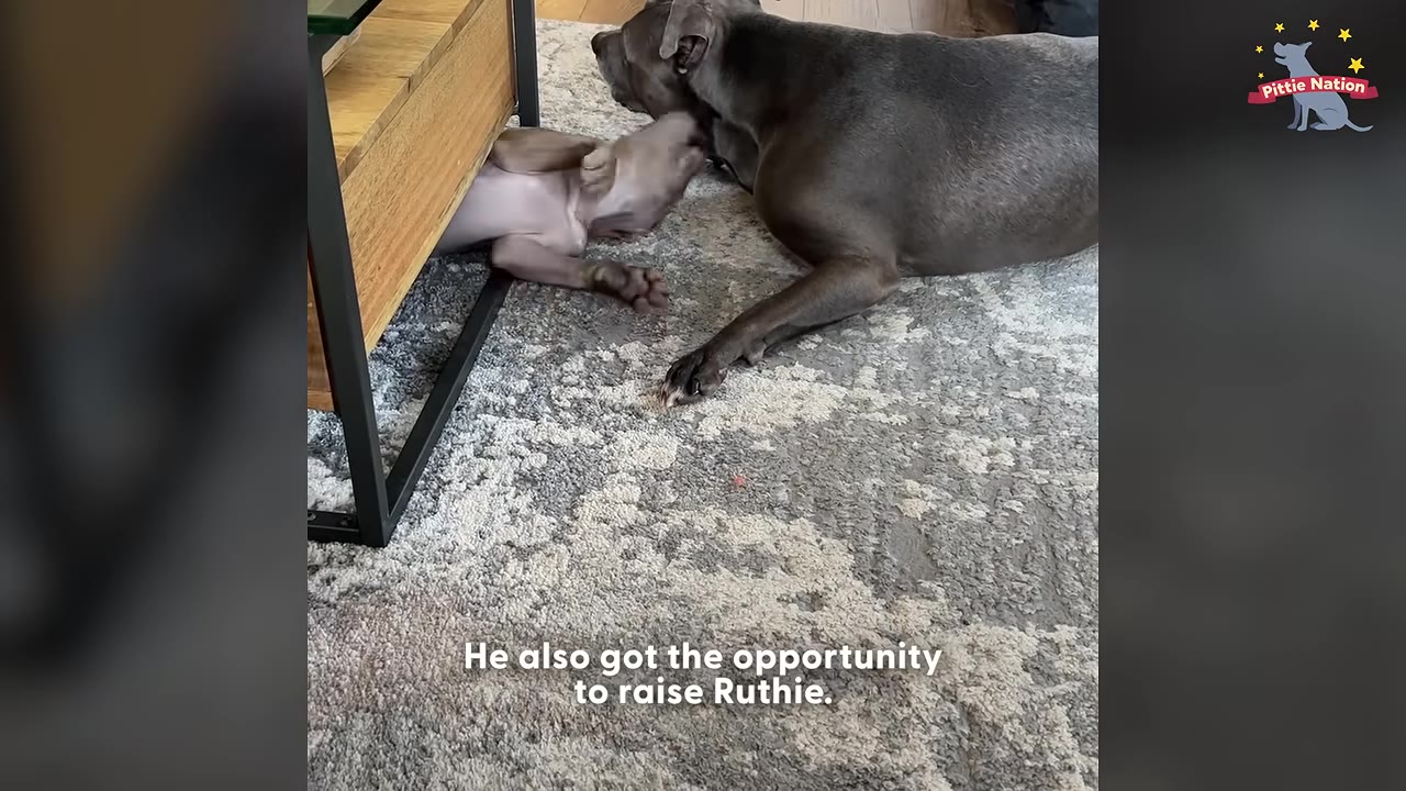 A large grey dog lies on a rug next to a small puppy peeking out from under a wooden side table.