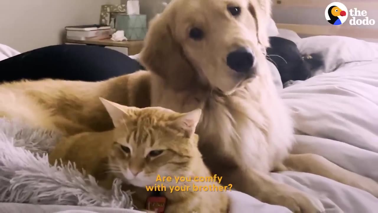 A golden retriever sitting closely behind an orange tabby cat on a bed, both resting together comfortably.
