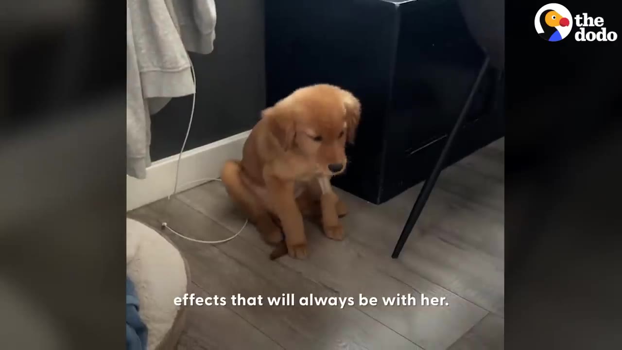 A golden retriever puppy sitting on a wooden floor inside a house.