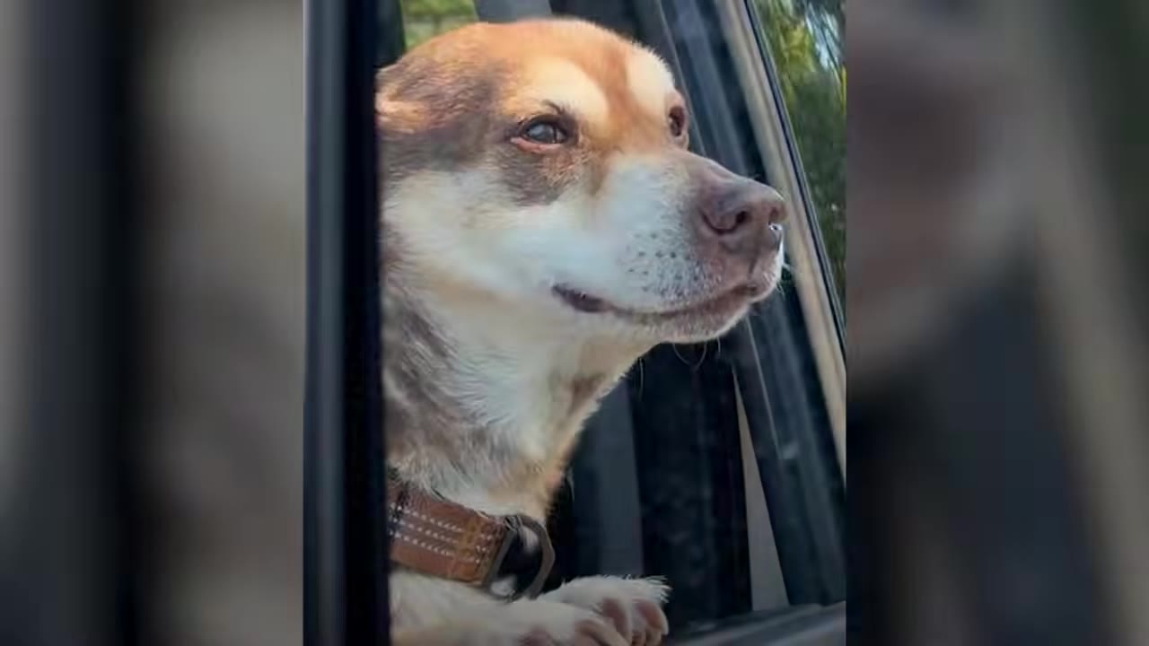A medium brown and white dog looking out of an open car window with its front paws resting on the frame.