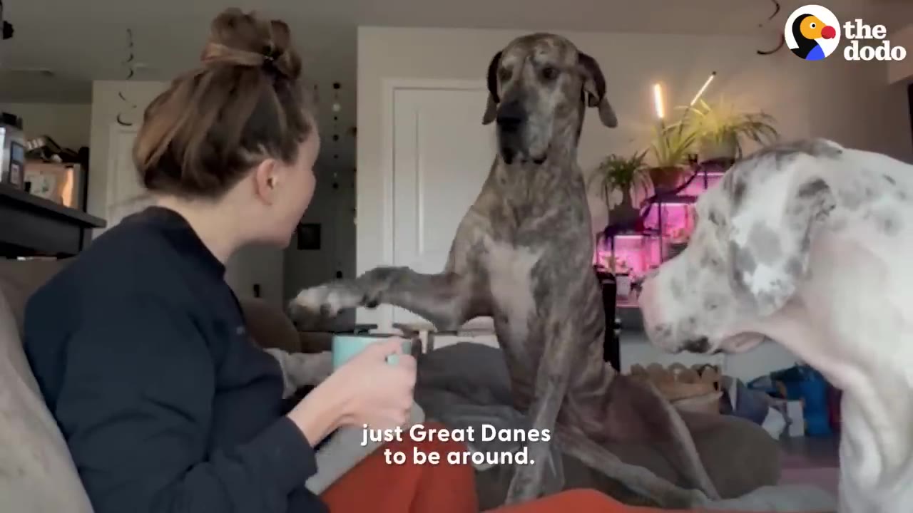 A woman sits on a couch in her living room, holding a mug, while a large brindle Great Dane sits beside her and extends its paw toward her, and another white Great Dane stands nearby.