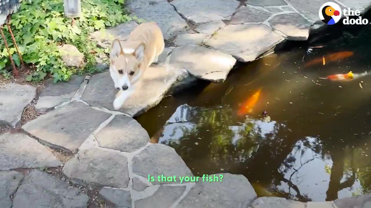 A Corgi stands on the stone edge of an outdoor garden pond, watching orange koi fish swimming in the water.