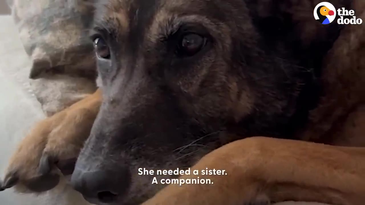 A close-up of a German Shepherd dog resting its head on its paws with a sad, thoughtful expression.