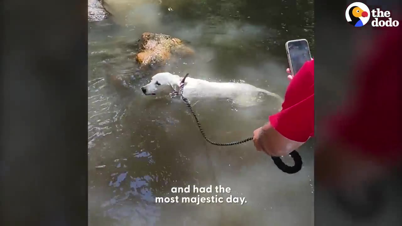 A white dog swimming in a shallow river on a leash held by a person in a red shirt, with the text 'and had the most majestic day' on screen.