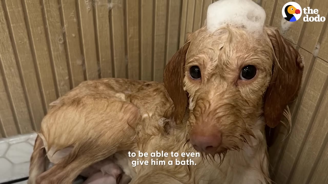 A small wet dog sitting in a tub with soap suds on top of its head, looking into the camera.