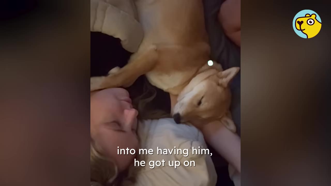 A tan dog resting quietly beside a woman lying in bed in a dark room.