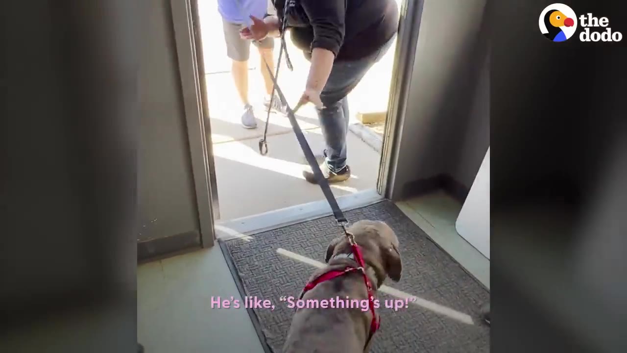 A brown dog wearing a red harness hesitates near an open doorway while being led on a leash toward the outside.