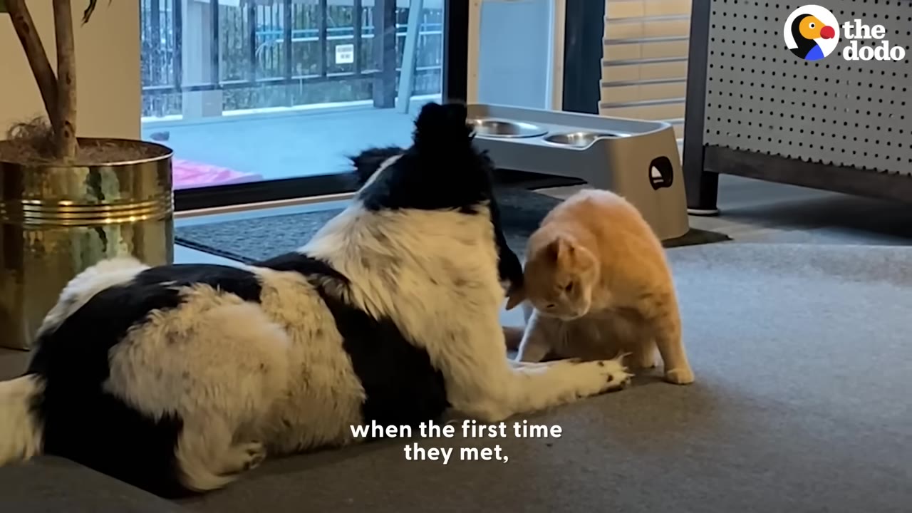 A black and white dog lying on a rug indoors faces an orange cat leaning toward its front paw.