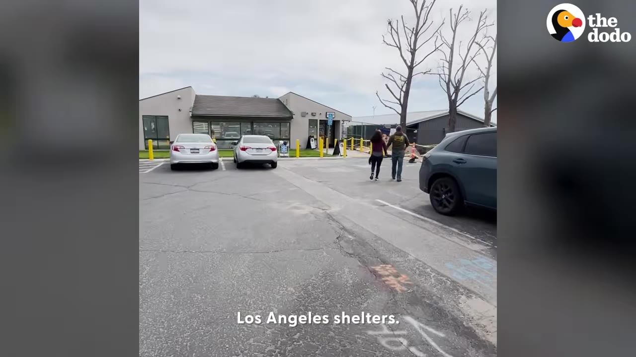 Two people walking together across a parking lot toward an animal shelter building in Los Angeles.