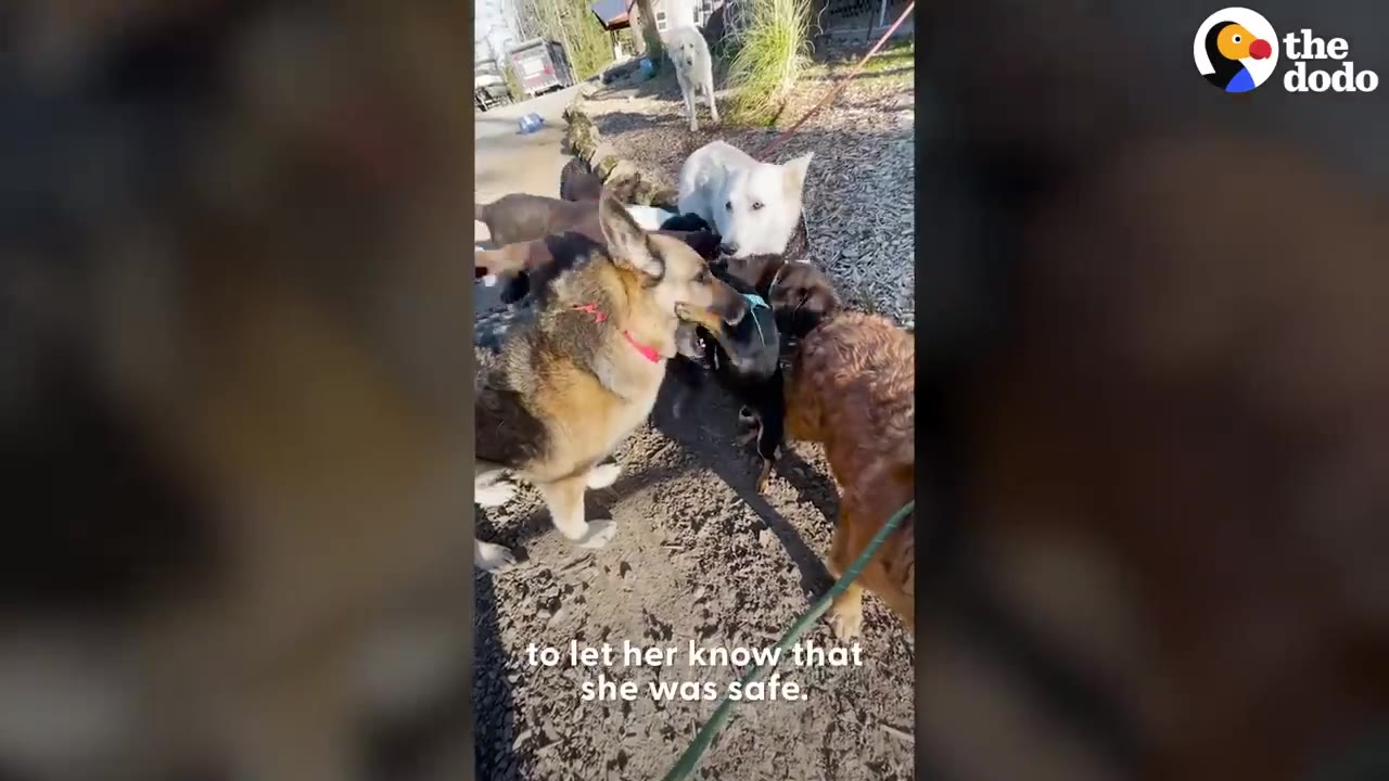 A group of dogs of various breeds gathering closely around a small black dog outdoors.