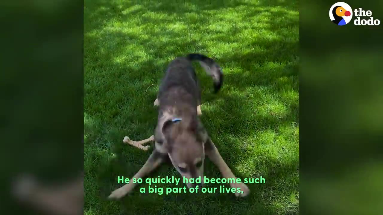 A brown dog wearing a blue collar playing in green grass outdoors.