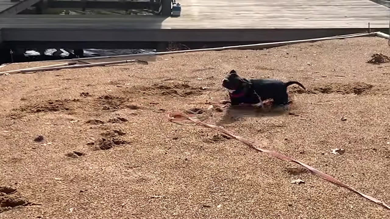 A small dark dog wearing a pink collar plays in the sand near a wooden dock.