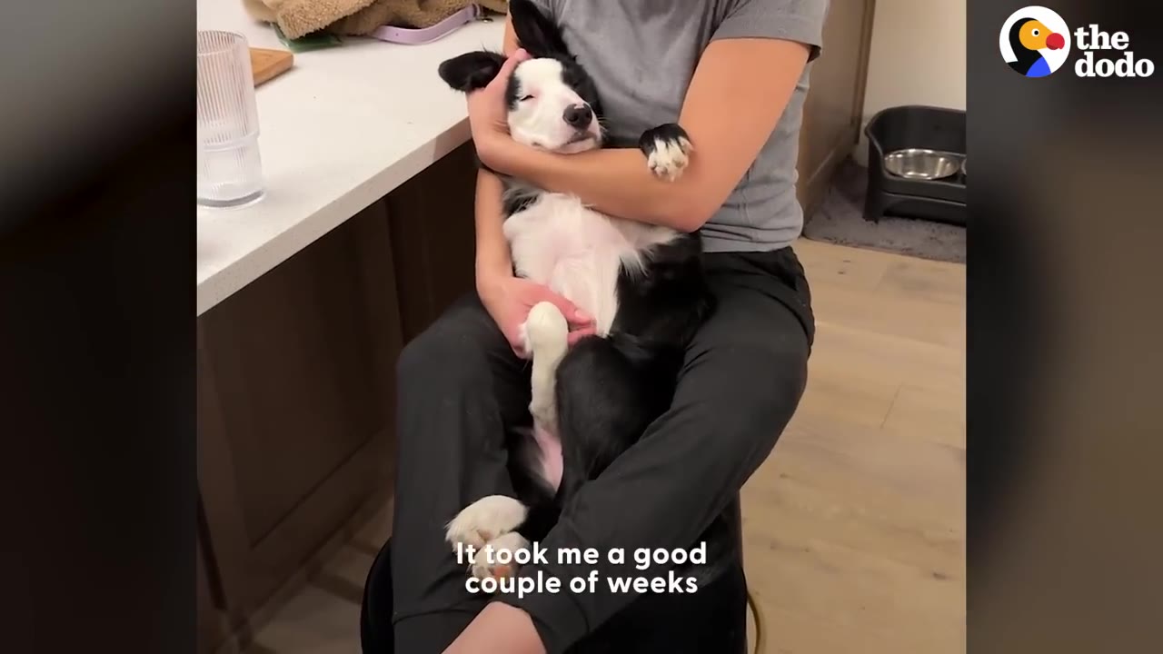 A black and white puppy sleeps peacefully cradled like a baby in the lap of a person wearing a grey t-shirt and black pants.