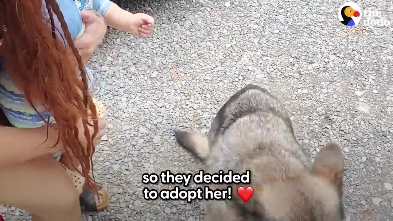 A dog sitting on a gravel surface next to a person with long reddish hair who is reaching out to pet her.
