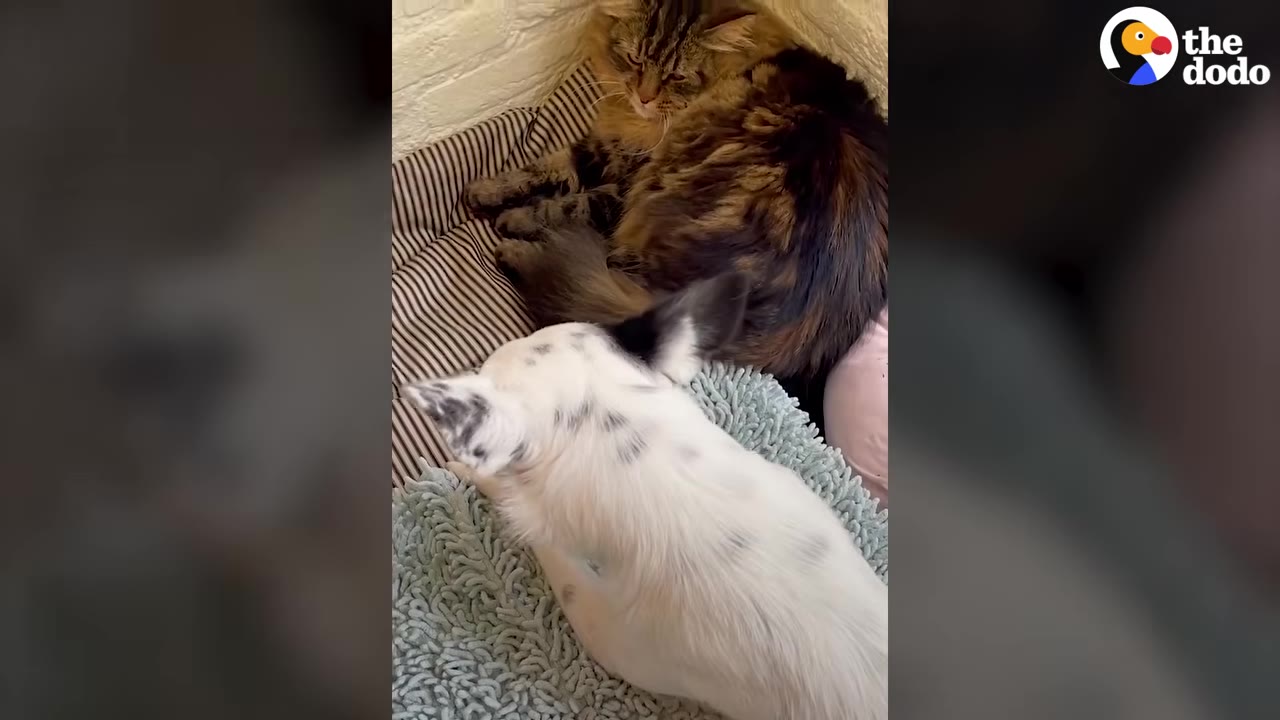 A long-haired tabby cat resting on a striped blanket next to a white dog with black spots.