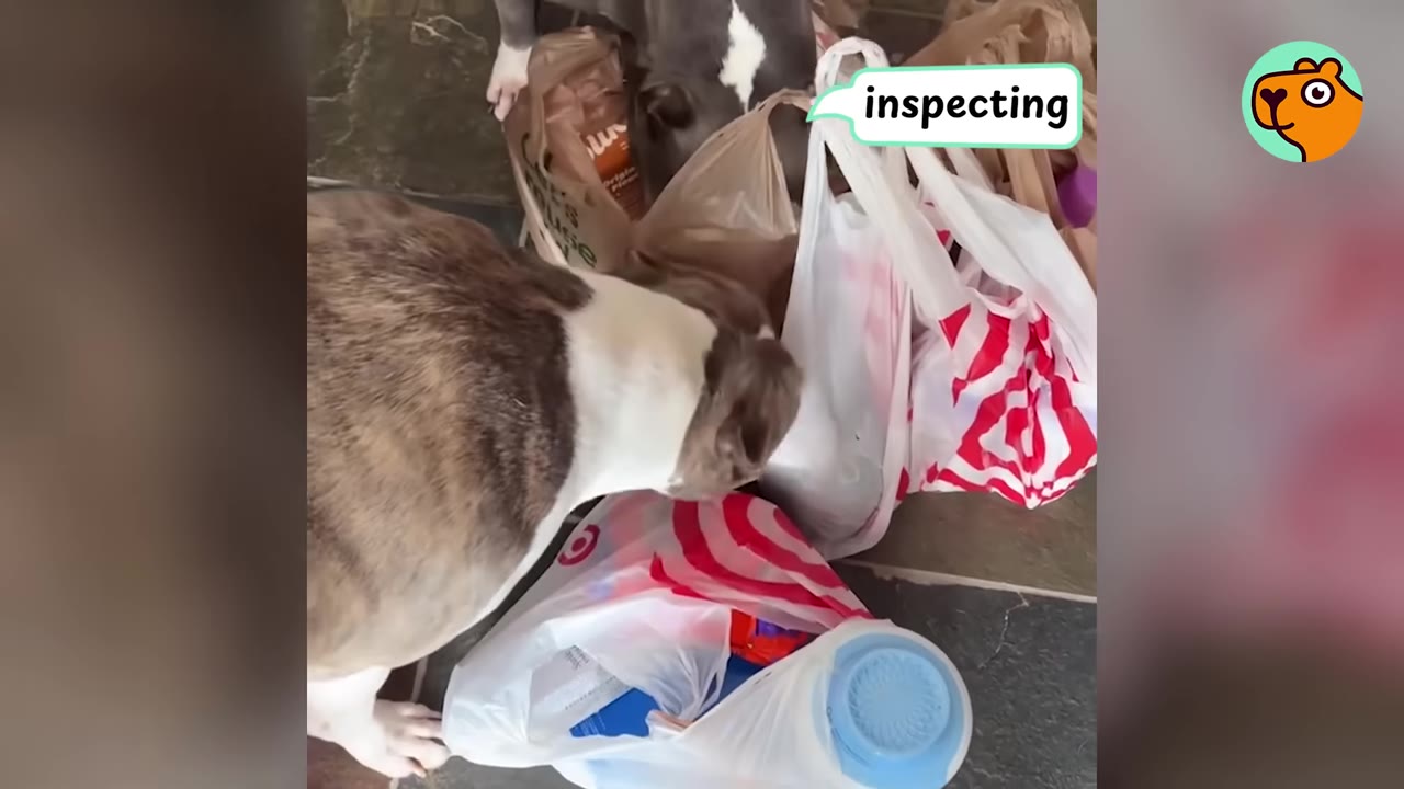 Two pit bull dogs inspecting shopping bags on the floor together.