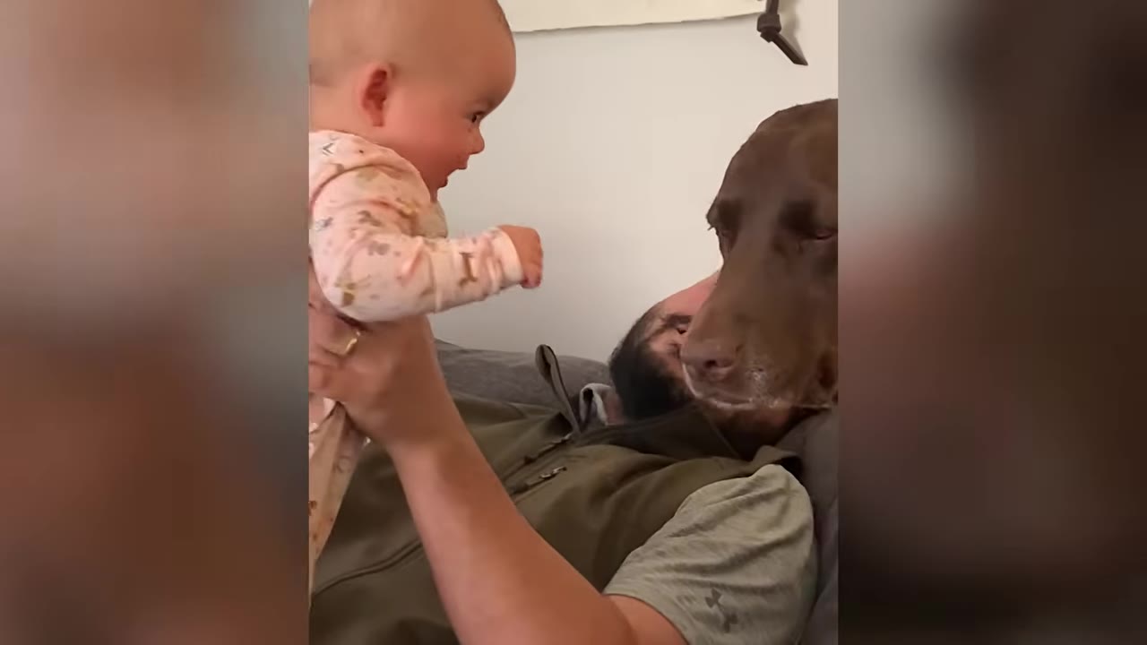 A person holds up a small baby in a pink onesie next to a chocolate Labrador dog who looks gently toward the baby.