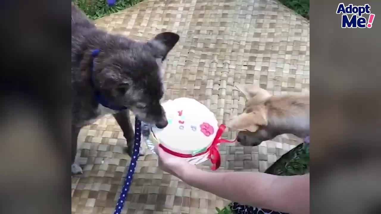 A person holds a small white cake decorated with red details as a grey dog on a leash and a smaller tan dog sniff it.