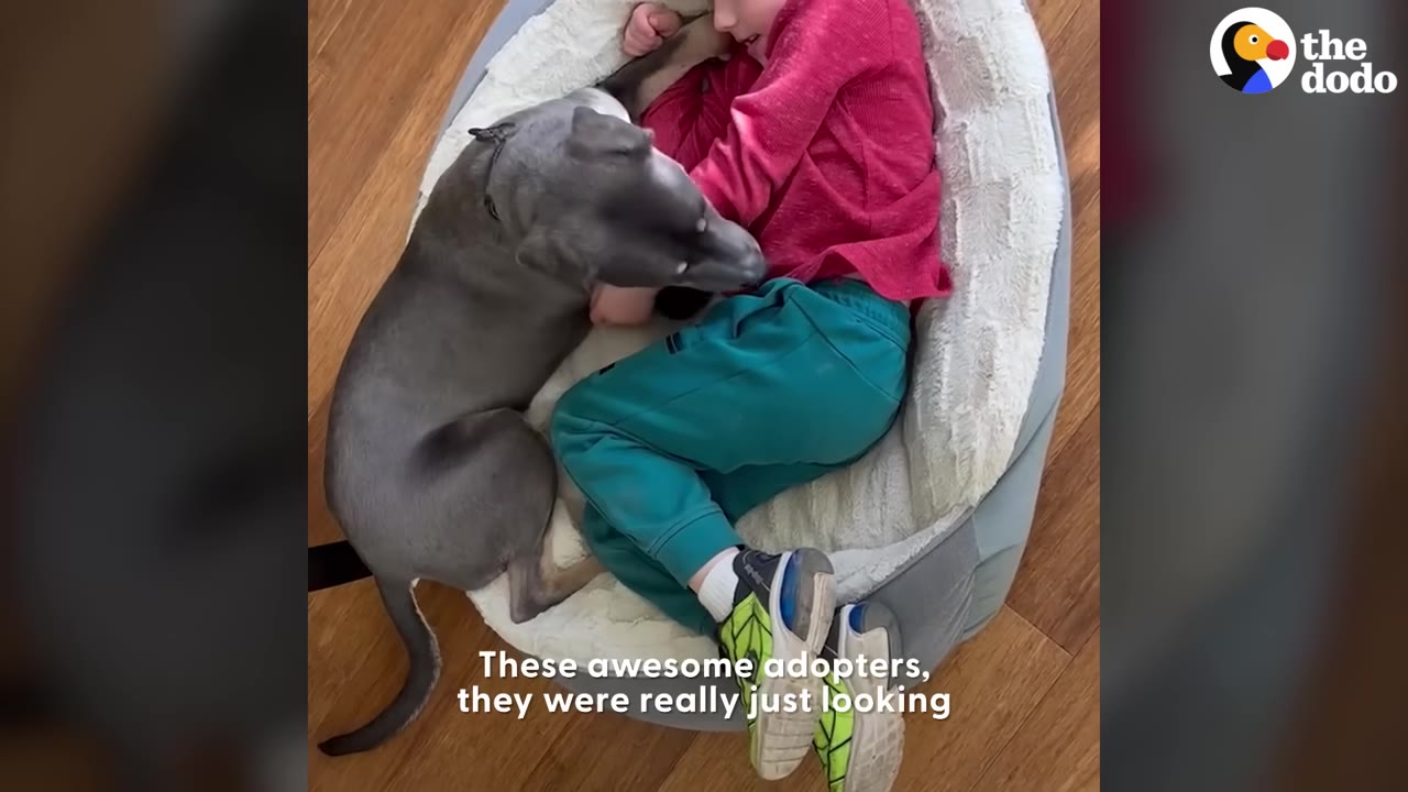 An overhead view of a healthy, sleek grey dog cuddling in a dog bed with a child wearing a red shirt and green pants.