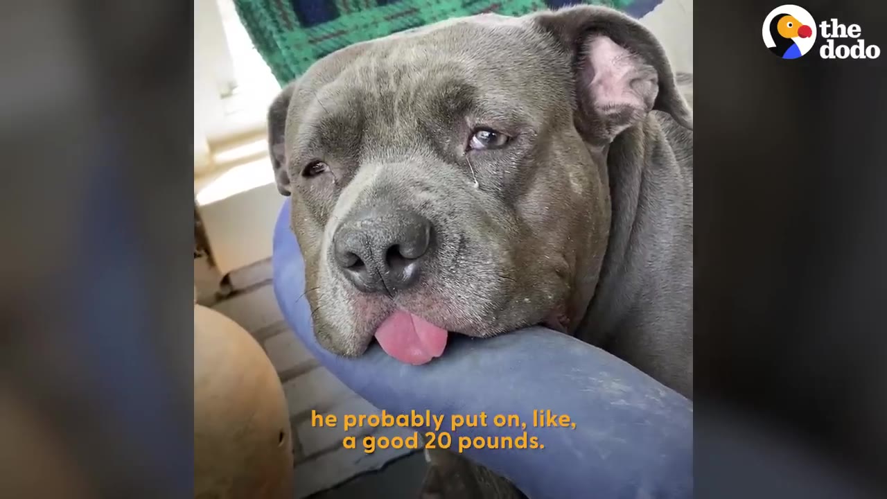 A close-up of a healthy grey pit bull-type dog resting its head on a blue cushion with its tongue sticking out.