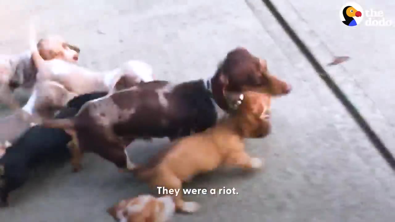 A brown and dapple dachshund mother walks outside surrounded by several energetic puppies running around her.