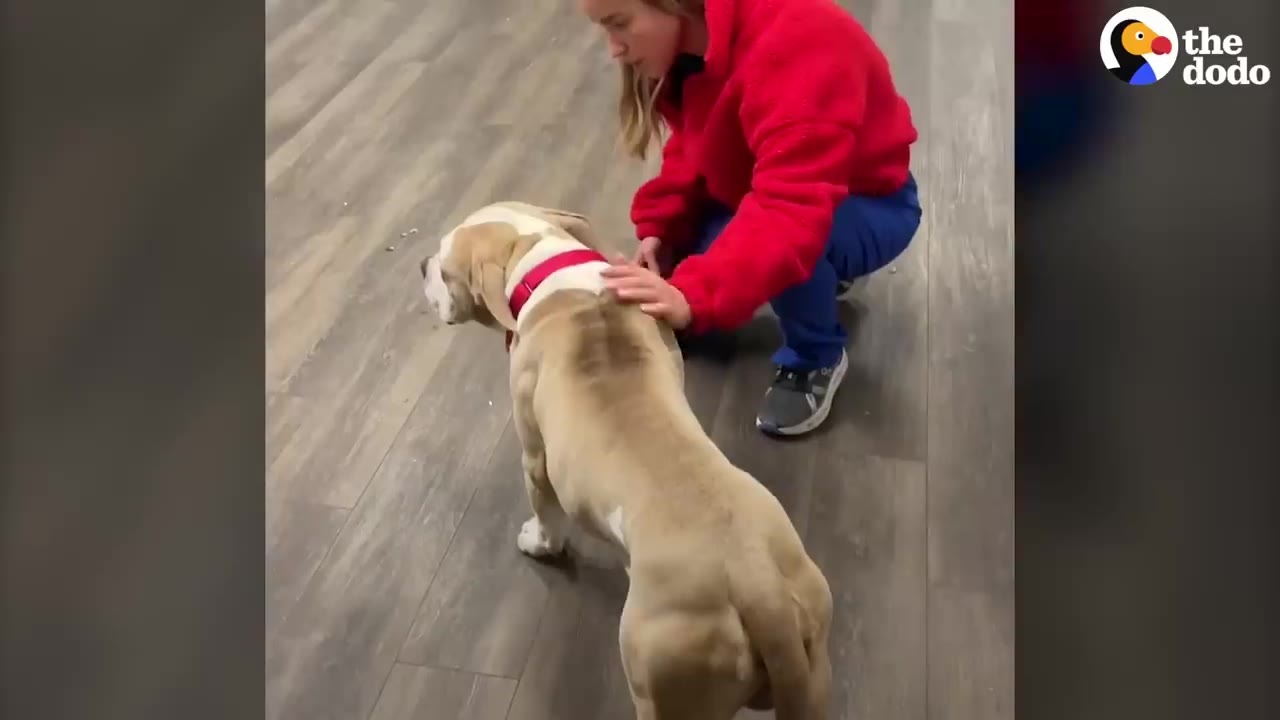 A tan and white pit bull wearing a red collar stands on a wooden floor while a woman in a red fleece jacket kneels beside him and gently pets his back.