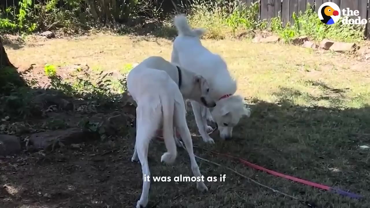 Two white dogs interacting together in a grassy yard under partial shade.