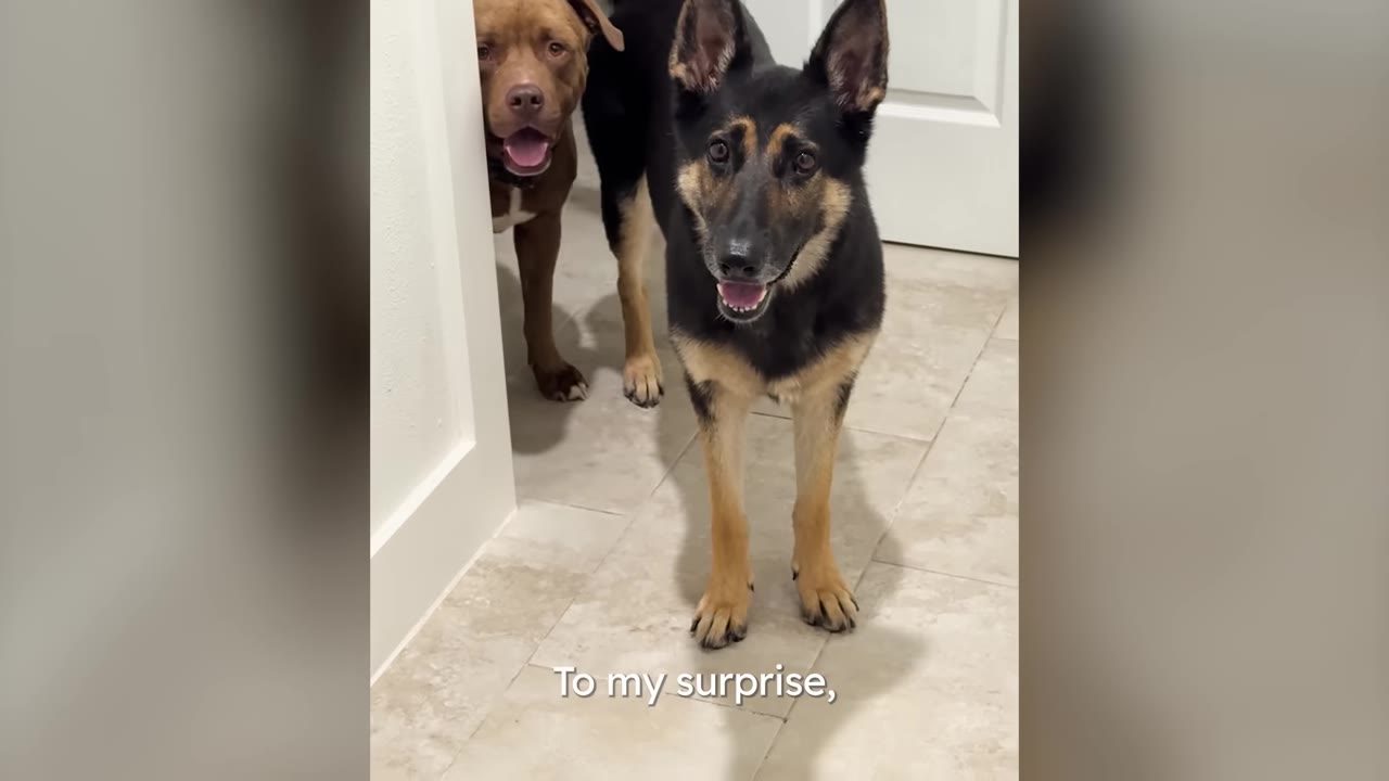 A German Shepherd standing in a doorway looking forward, with a brown pit bull standing just behind it.