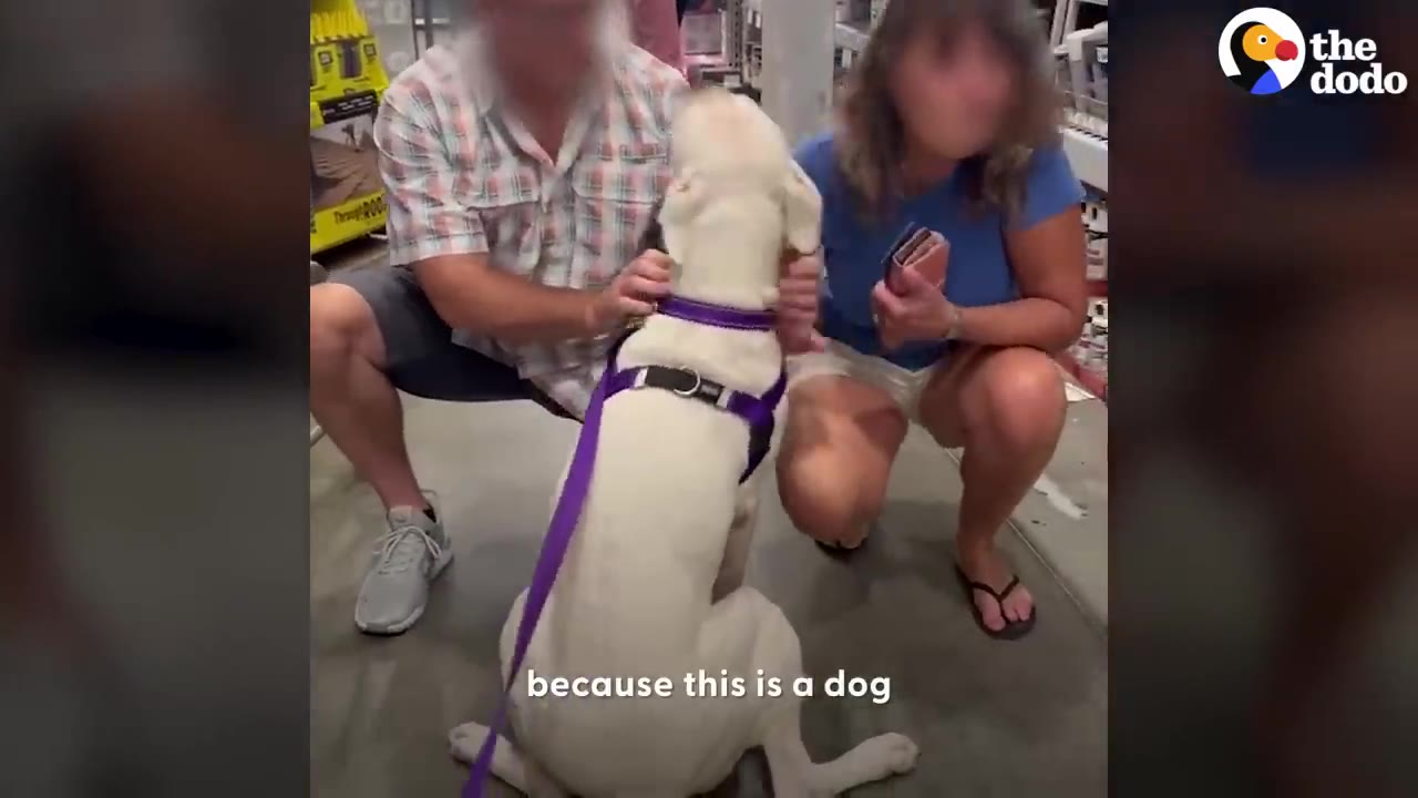 A white dog wearing a purple harness sits in a store aisle while a man and a woman crouch down to pet her.