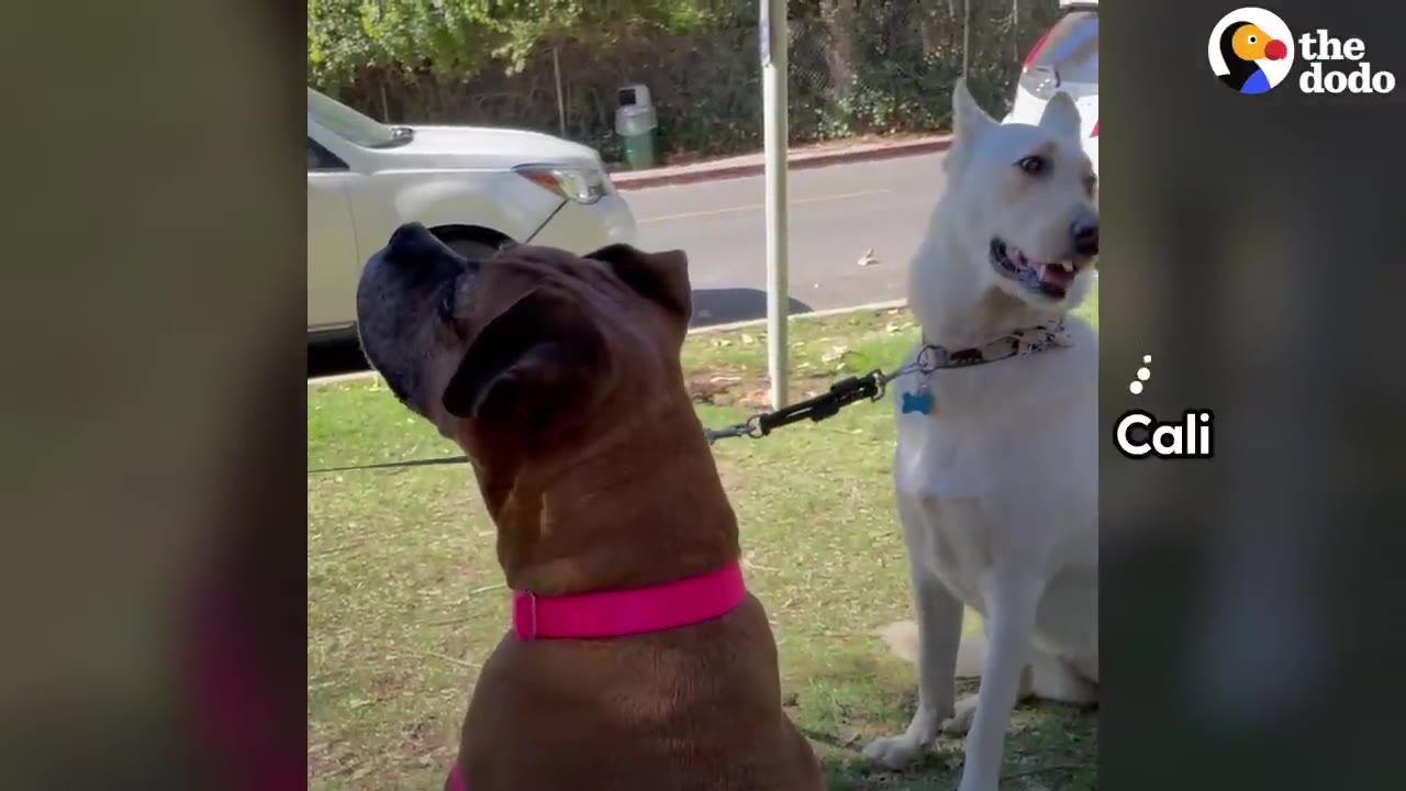 A brown dog with a pink collar looks towards a white dog named Cali who is sitting on the grass.