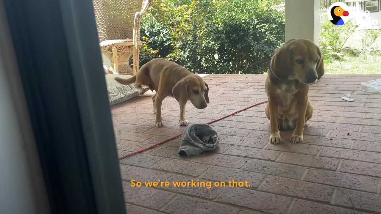 Two beagle mix dogs standing and sitting on a brick patio porch outdoors.