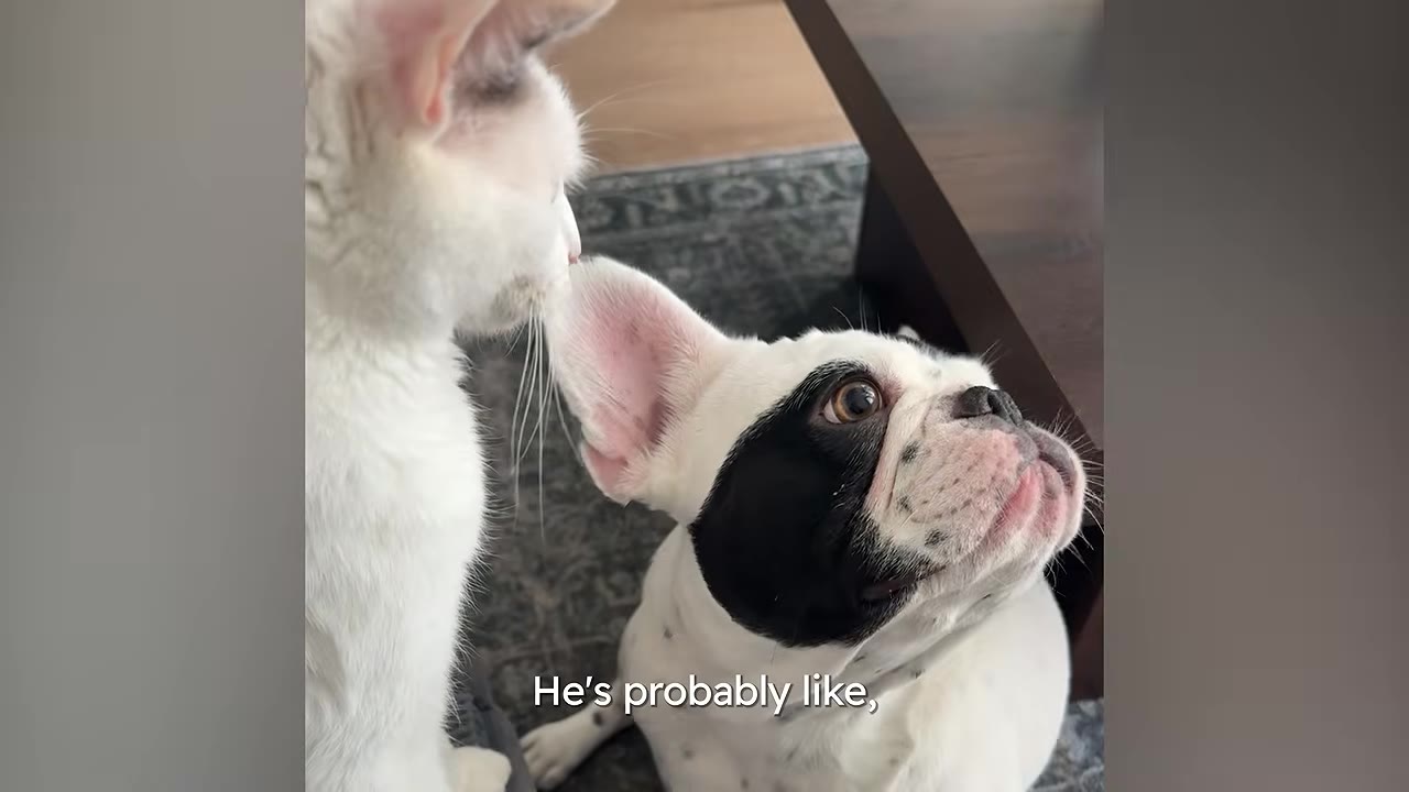 A close-up of a white cat sniffing the ear of a black and white French bulldog who is looking up attentively.