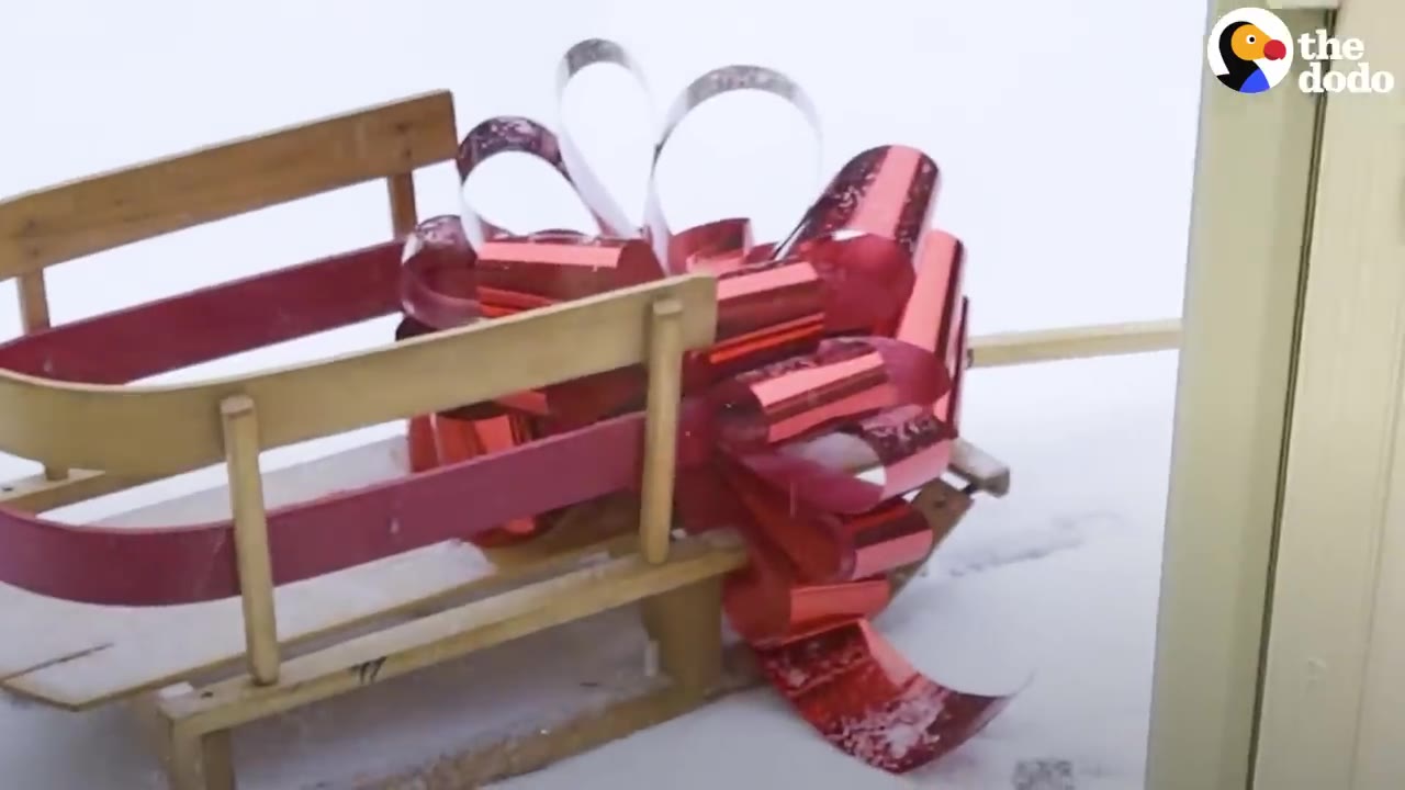 A wooden sled wrapped with a large red shiny gift bow sitting in the snow outside.