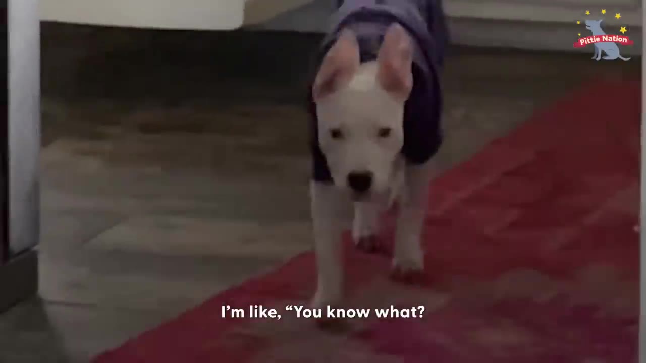 A small white dog wearing a dark purple sweater walks forward along a red runner rug with its ears perked up.