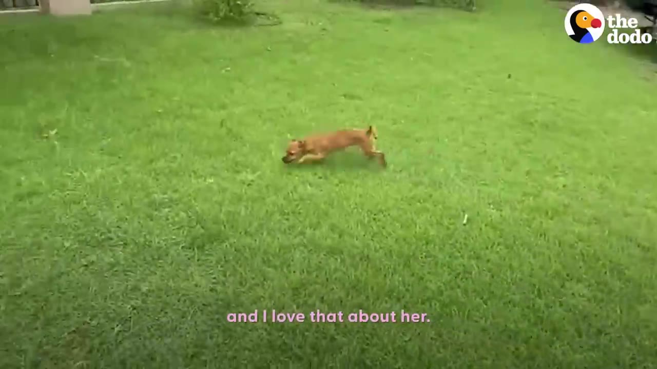 A small brown dog running across a lush green lawn.