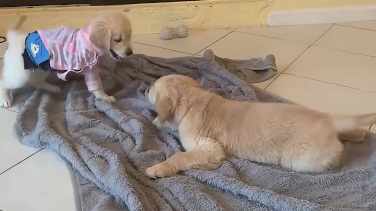 A golden retriever puppy wearing a pink and blue shirt plays with another golden retriever puppy on a grey blanket.