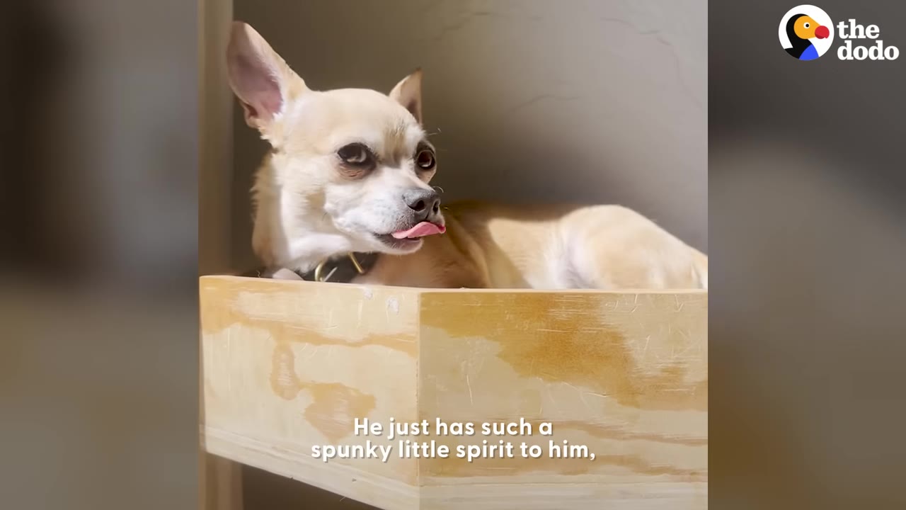 A small tan Chihuahua lies inside a wooden box, looking to the side with its tongue slightly sticking out.