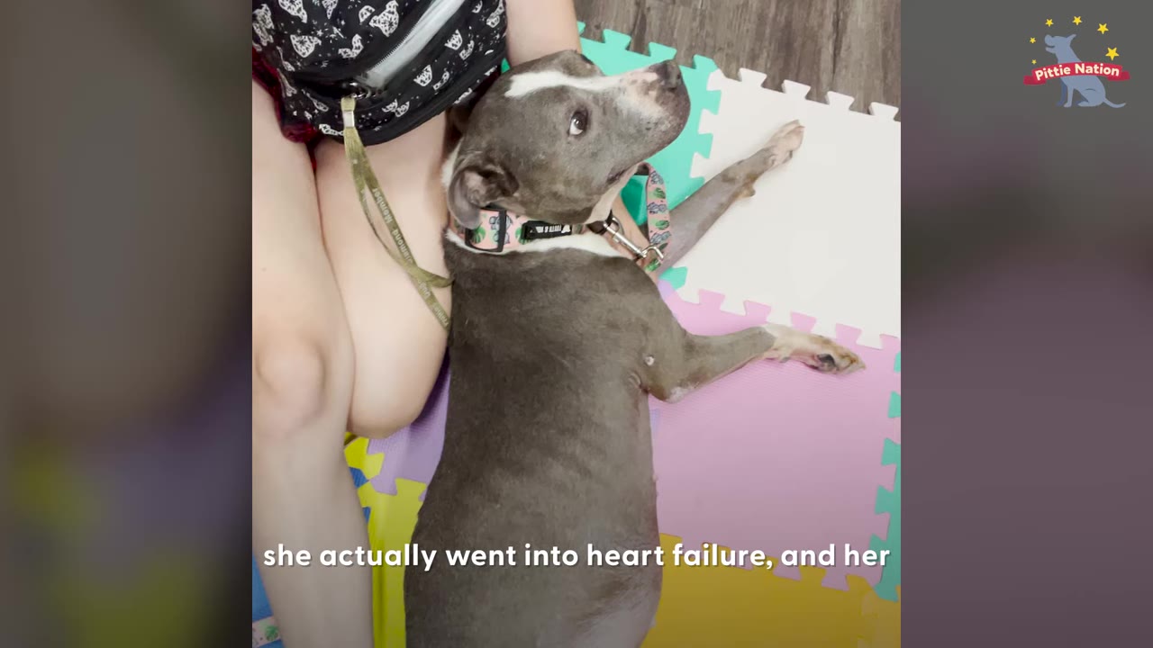A gray and white dog lying down on colorful foam mat tiles while leaning against a person's leg.