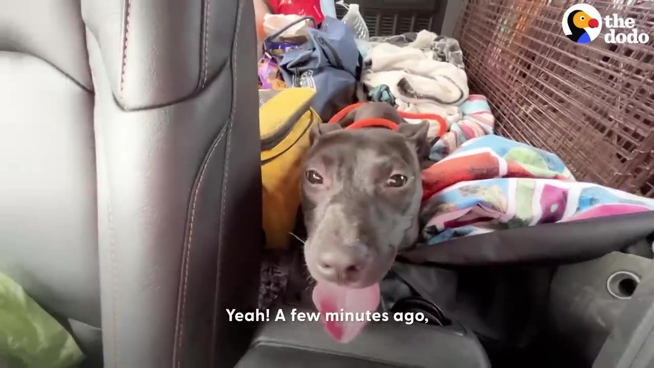 A black dog sitting in the back seat of a car looking forward with its tongue sticking out.