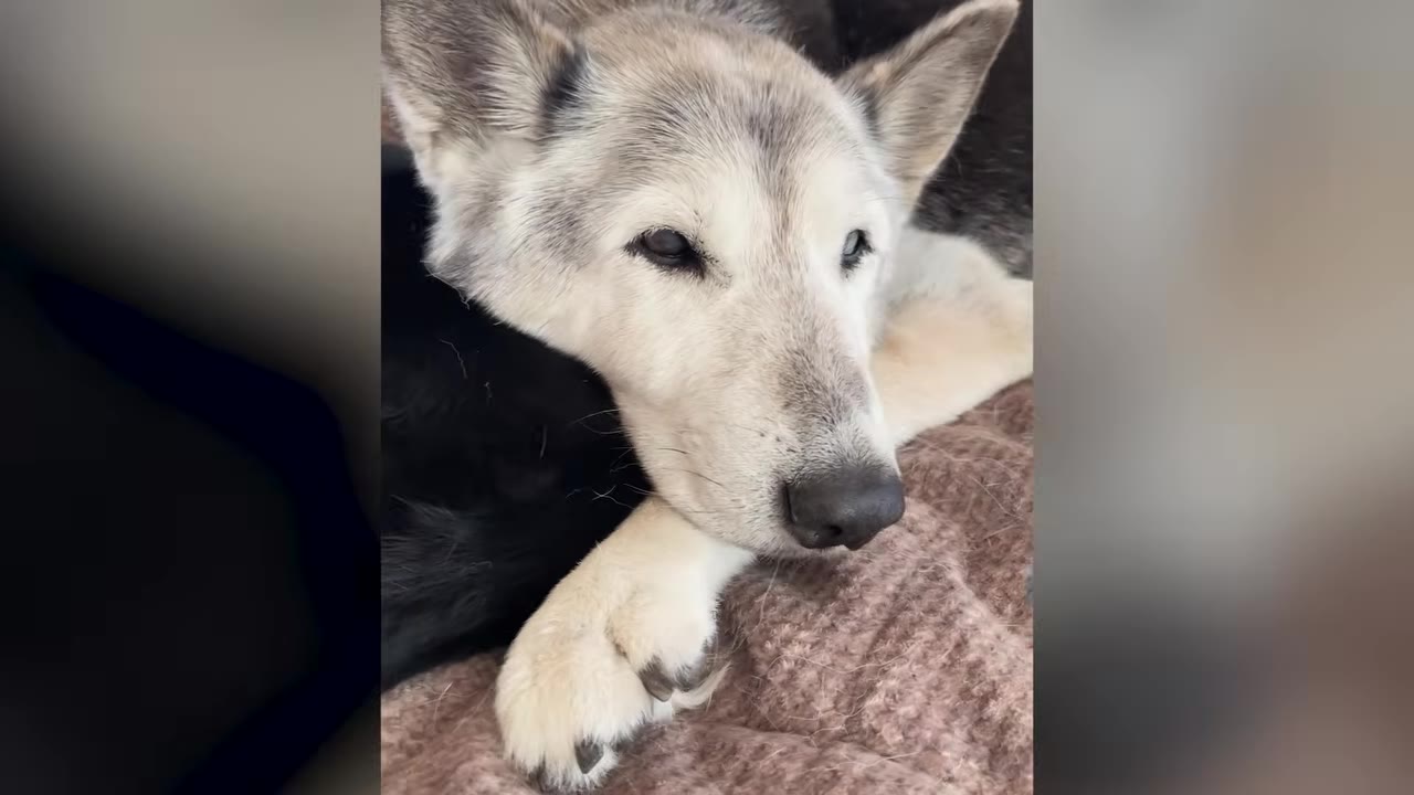 A senior grey and white dog resting its head peacefully on its paws on a soft blanket.